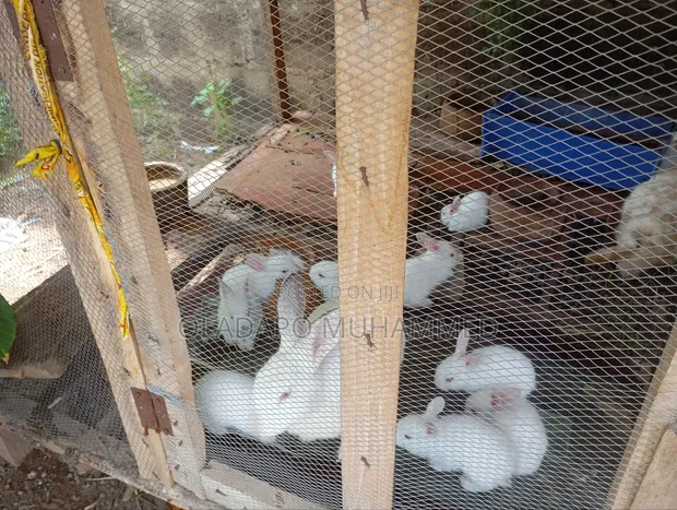 Rabbits for Sale (Hyla Breed) - 1