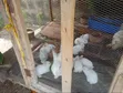 Rabbits for Sale (Hyla Breed) - 2