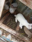 Rabbits for Sale (Hyla Breed) - 3
