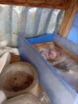 Rabbits for Sale (Hyla Breed) - 4