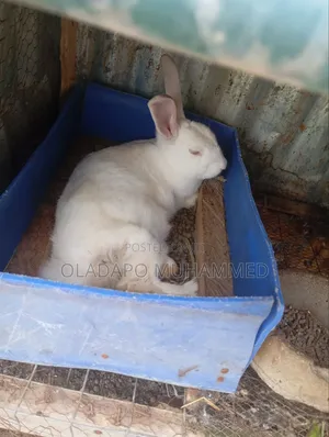 Rabbits for Sale (Hyla Breed)