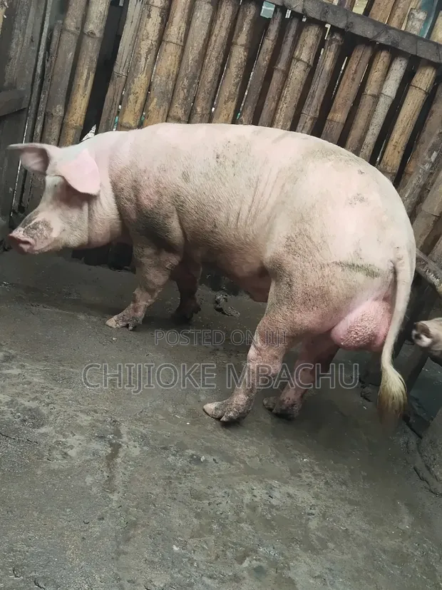 Live Pigs for Sale in Lekki - 1