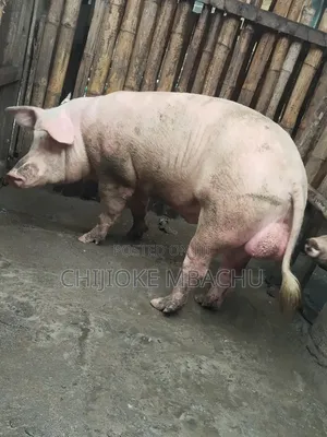 Live Pigs for Sale in Lekki