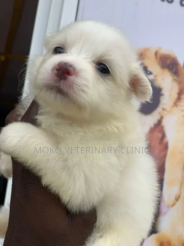 Female Purebred American Eskimo Puppy (1-3 Months) - 1