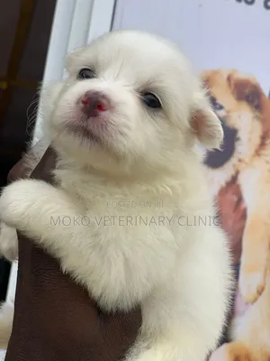 Female Purebred American Eskimo Puppy (1-3 Months)