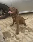 1+ Year Male Purebred Neapolitan Mastiff - 1