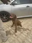1+ Year Male Purebred Neapolitan Mastiff - 2