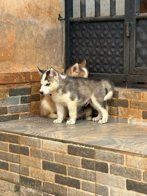 1-3 Month Male Purebred Siberian Husky Puppy - 1