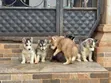1-3 Month Male Purebred Siberian Husky Puppy - 2