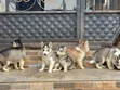 1-3 Month Male Purebred Siberian Husky Puppy - 3
