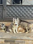 1-3 Month Male Purebred Siberian Husky Puppy - 4