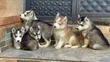 1-3 Month Male Purebred Siberian Husky Puppy - 5