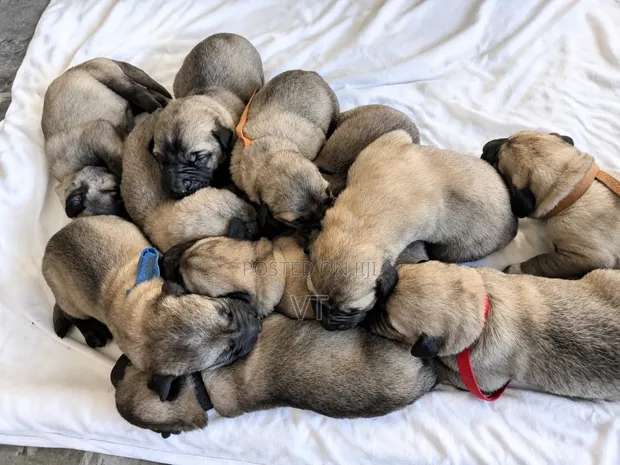Male Kangal x German Shepherd Puppy (0-1 Month) - 1