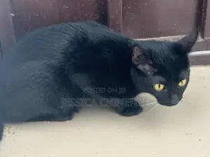 Kyanwa Namiji Mai Girman Wata 6-12 na Jinsin American Shorthair