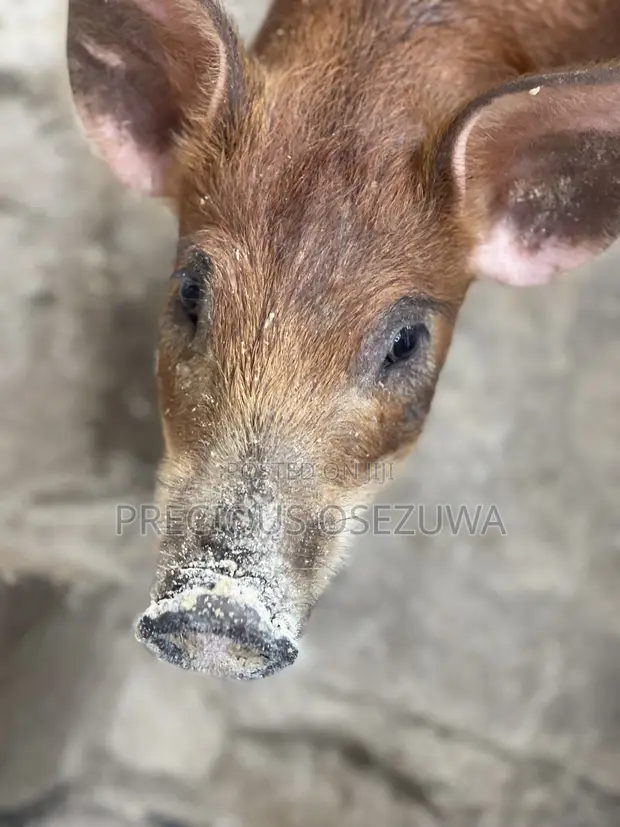 Duroc Pigs (3 Months Old) - 1
