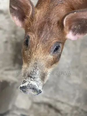 Duroc Pigs (3 Months Old)