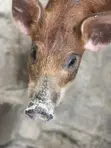 Duroc Pigs (3 Months Old) - 1