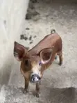 Duroc Pigs (3 Months Old) - 2
