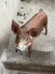 Duroc Pigs (3 Months Old) - 3