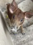 Duroc Pigs (3 Months Old) - 4