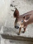 Duroc Pigs (3 Months Old) - 5