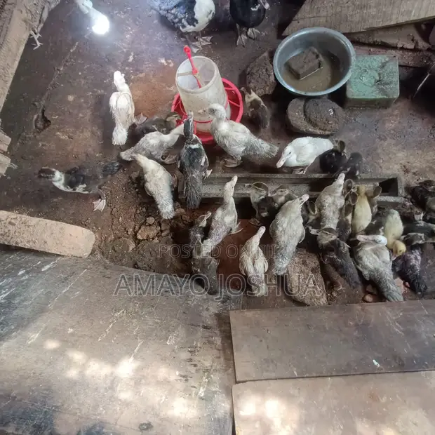 Pekin & Muscovy Ducks for Sale - 1