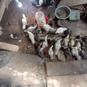Pekin & Muscovy Ducks for Sale