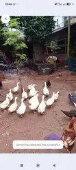 Pekin & Muscovy Ducks for Sale - 2