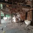 Pekin & Muscovy Ducks for Sale - 3