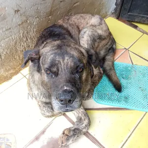 Male Boerboel Mix, 1+ Year Old