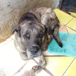 Male Boerboel Mix, 1+ Year Old - 1