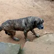Male Boerboel Mix, 1+ Year Old - 2