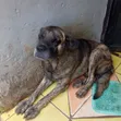 Male Boerboel Mix, 1+ Year Old - 3