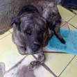 Male Boerboel Mix, 1+ Year Old - 4