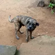 Male Boerboel Mix, 1+ Year Old - 5
