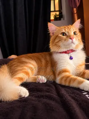 Male Purebred Turkish Angora Cat - 1+ Year Old