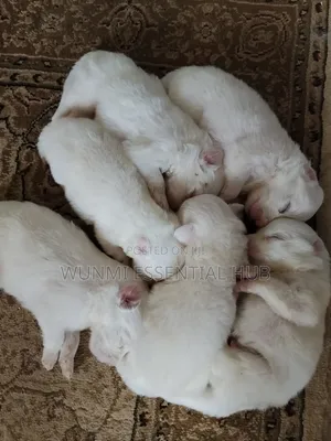 Kare American Eskimo - Wata 0-1 Namiji