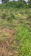 30 Acres Land for Lease in Oyo State - 1