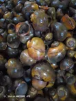 Fresh Water Snails - 1