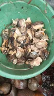 Fresh Water Snails - 2