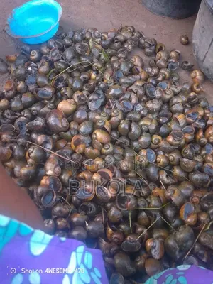 Fresh Water Snails