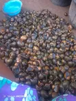 Fresh Water Snails - 3
