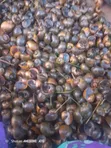 Fresh Water Snails - 4