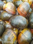 Fresh Water Snails - 5