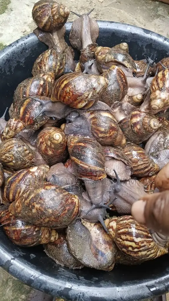 Snail Farming Training and Mentorship - 1