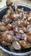 Snail Farming Training and Mentorship - 1