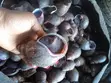 Snail Farming Training and Mentorship - 2