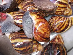 Snail Farming Training and Mentorship