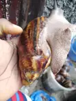 Snail Farming Training and Mentorship - 4