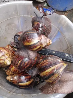 Live Snails - AMO & AMS